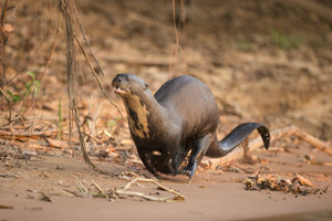 otter